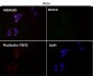 Anti-Glutamine Synthetase GLUL Rabbit Monoclonal Antibody
